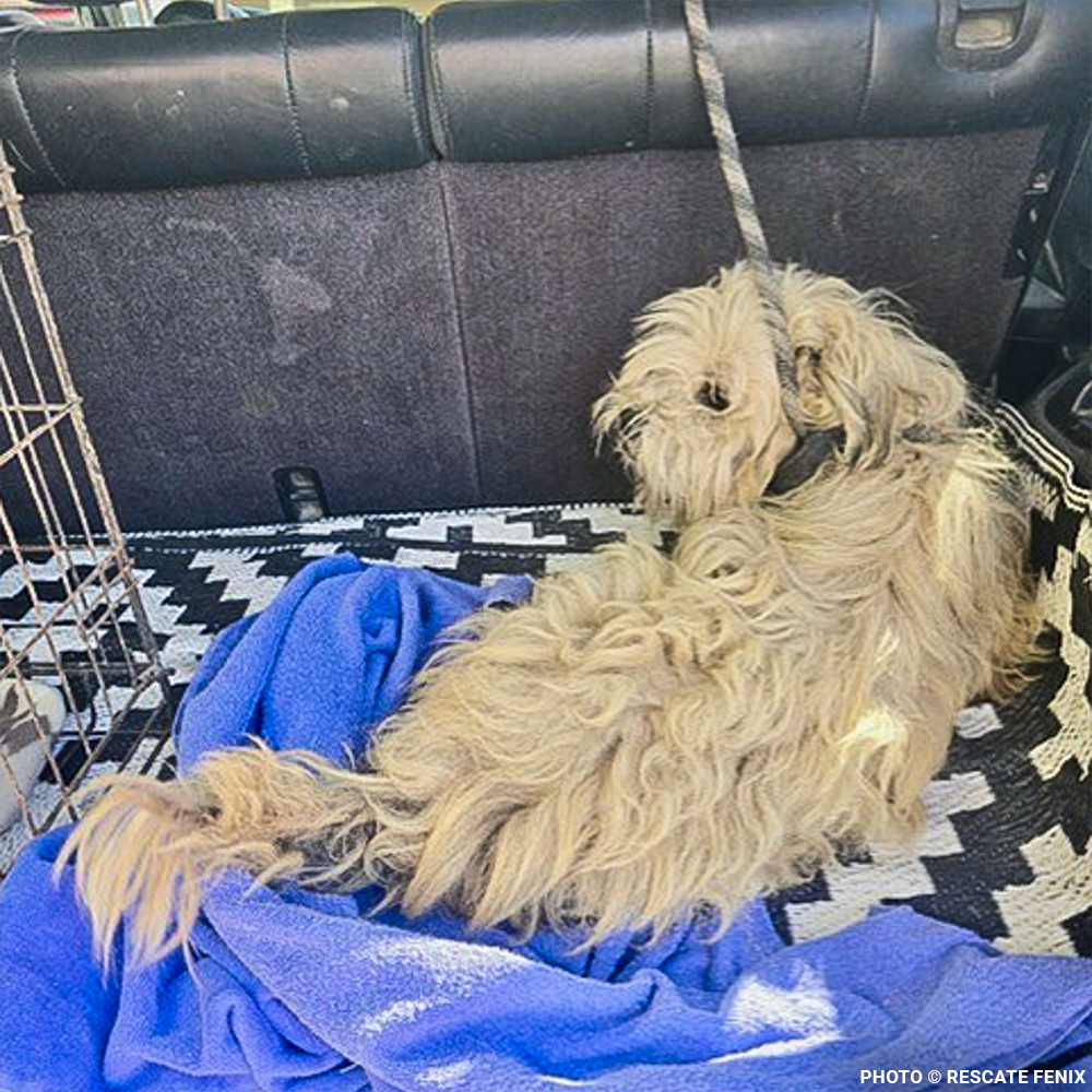 Help Angel Recover from Multiple Broken Bones