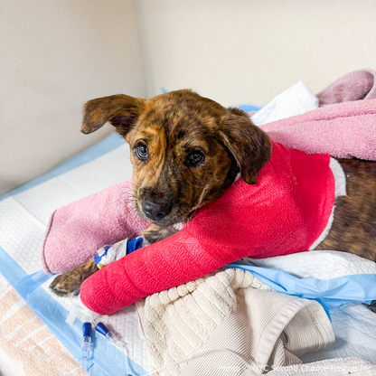 Funded: Help Save Puppy in Critical Condition After Being Struck by Car
