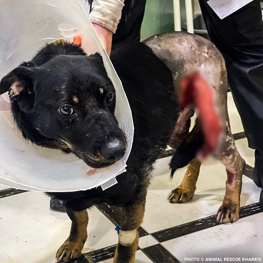 Arti Survived the War - Now Help Her Survive Her Wounds.