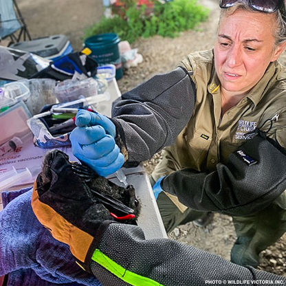 Urgent: Save Flying Foxes Threatened By Australia Bushfires