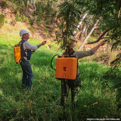 Urgent: Save Flying Foxes Threatened By Australia Bushfires
