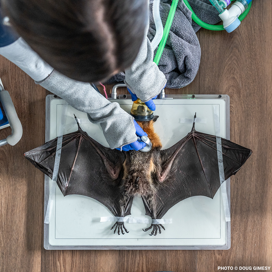 Urgent: Save Flying Foxes Threatened By Australia Bushfires