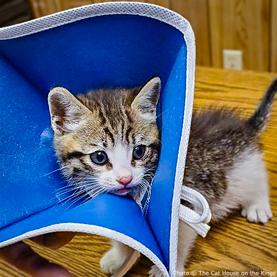 Cat Paralyzed from Waist Down in Accident Needs Your Help to Walk Agai