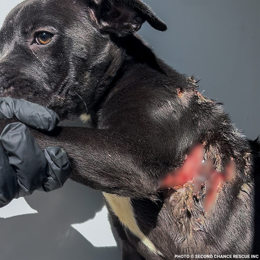 Severely Burned and Dumped, Bond Needs a Chance to Heal