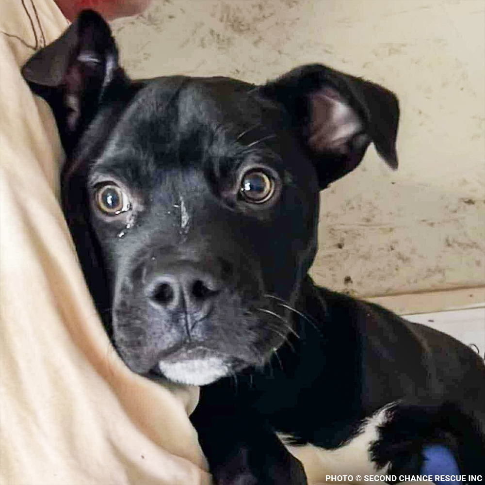 Funded: Severely Burned and Dumped, Bond Needs a Chance to Heal