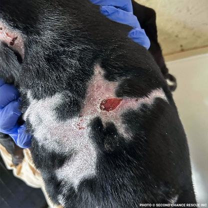 Funded: Severely Burned and Dumped, Bond Needs a Chance to Heal