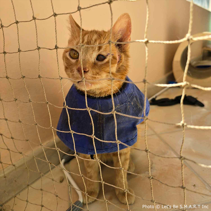 Bowser Needs Emergency Surgery to Save Inflamed Eye