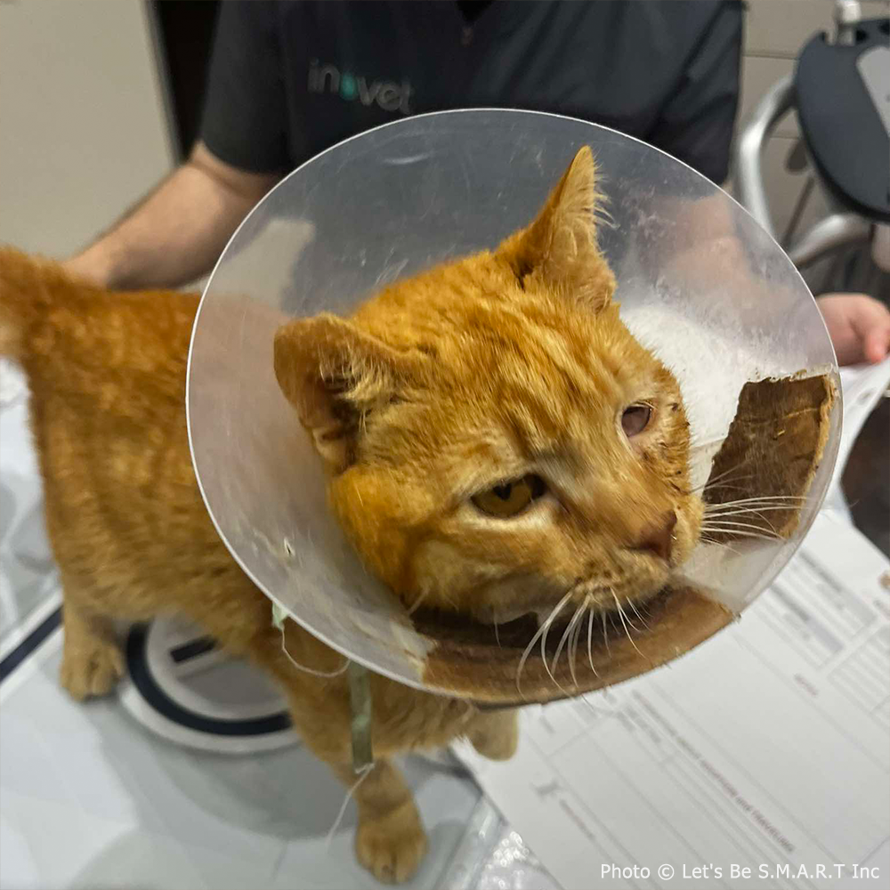 Bowser Needs Emergency Surgery to Save Inflamed Eye