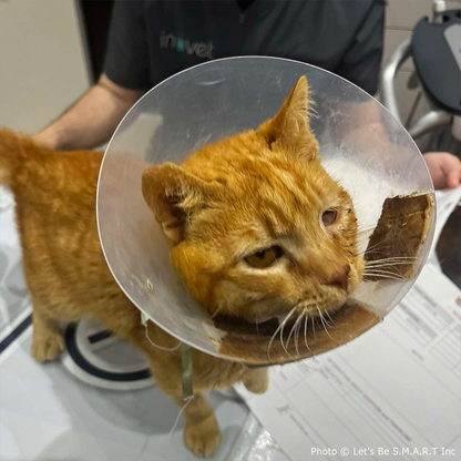 Bowser Needs Emergency Surgery to Save Inflamed Eye