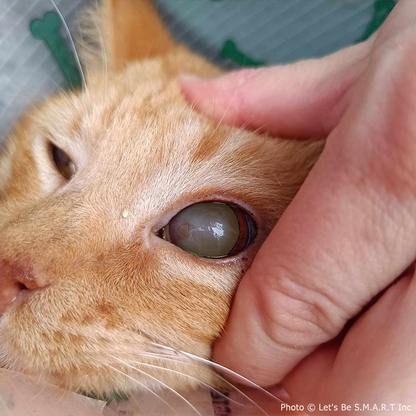 Bowser Needs Emergency Surgery to Save Inflamed Eye