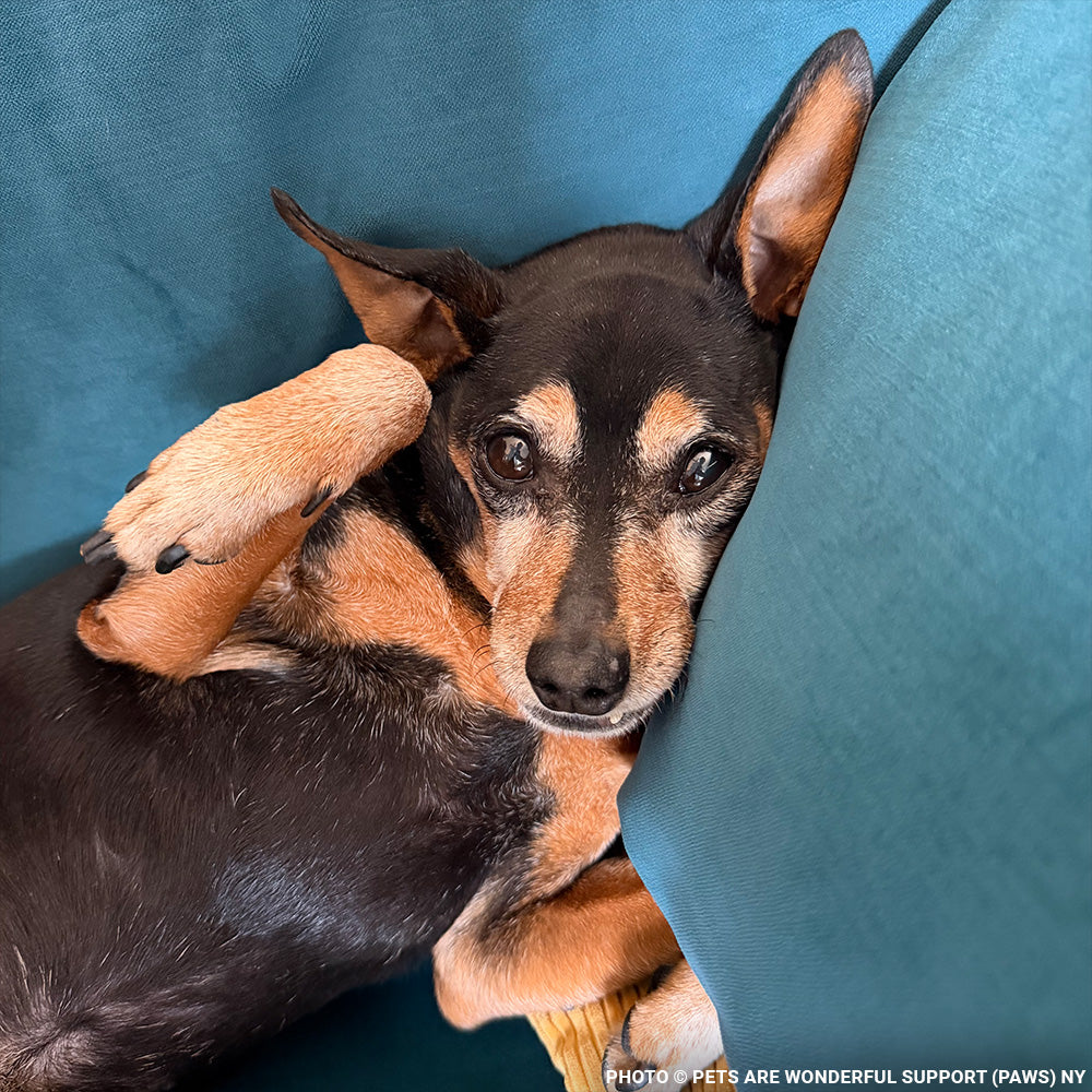 Every Breath Is a Fight - This Dog Needs Help Now