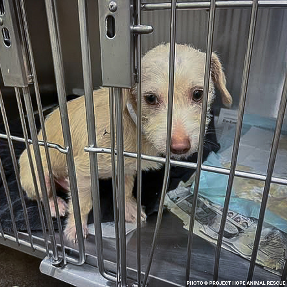 Casper Was Struck by a Car and Now He Is Fighting to Ever Walk Again