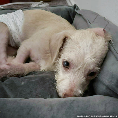 Casper Was Struck by a Car and Now He Is Fighting to Ever Walk Again