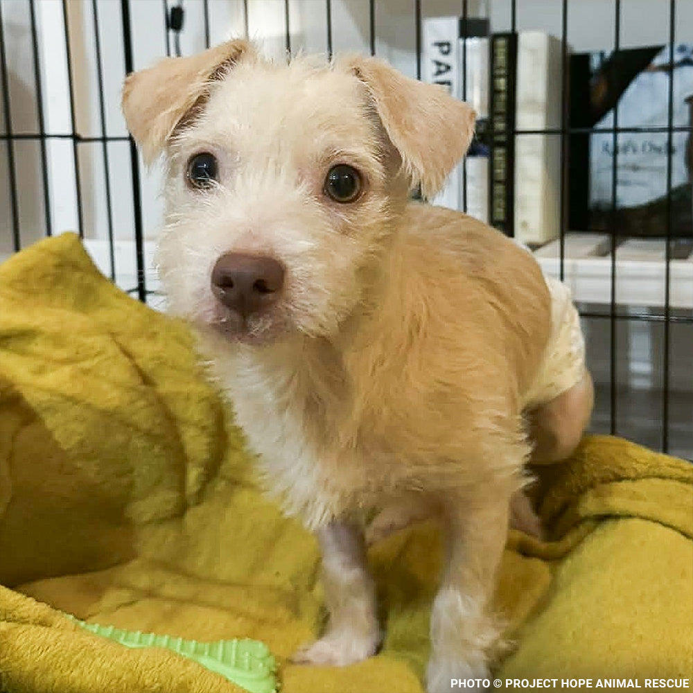 Casper Was Struck by a Car and Now He Is Fighting to Ever Walk Again