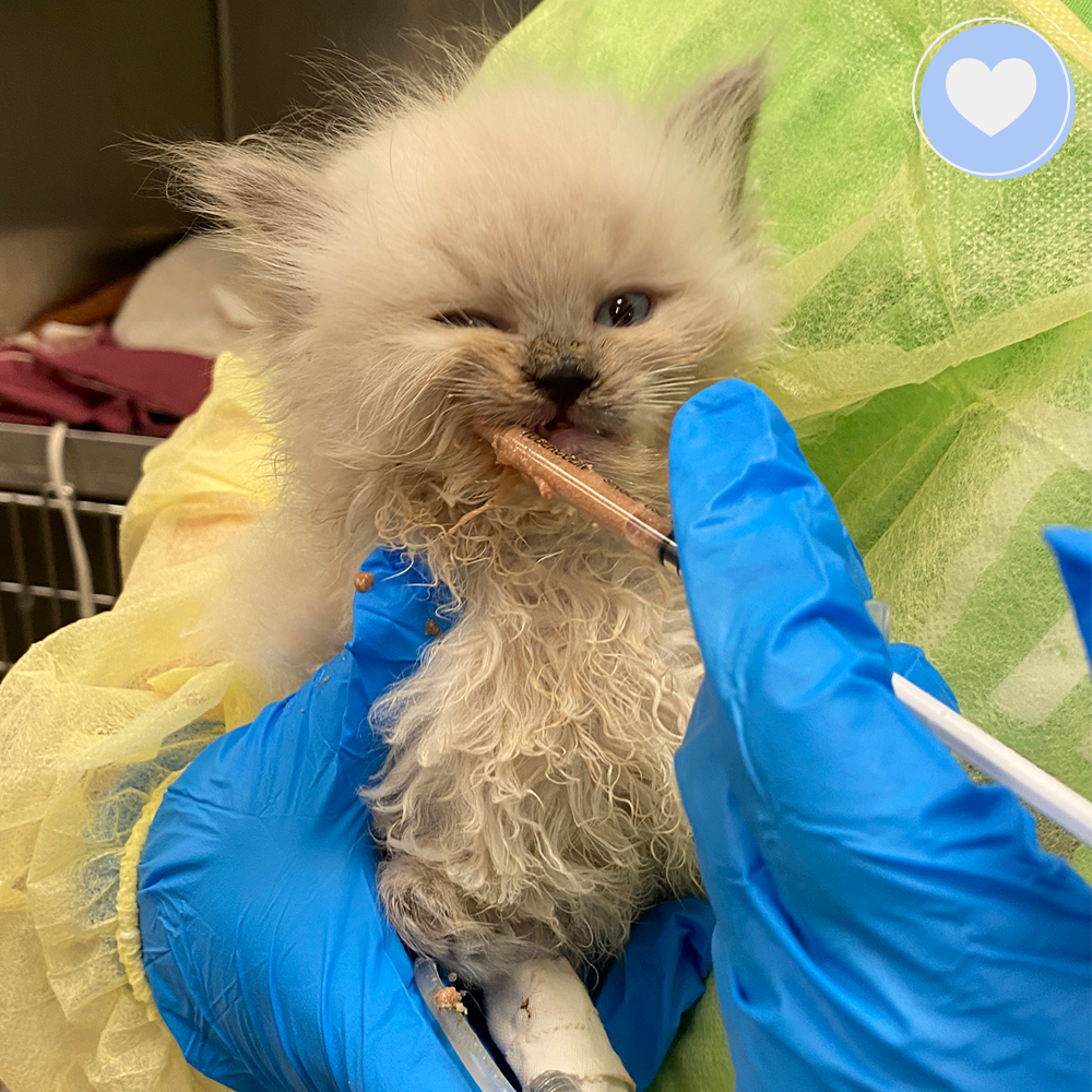 Funded: 100 Neglected Cats Kittens Need Help Immediately The