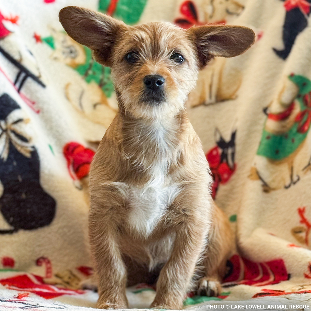 Parvo-Stricken Litter Needs Support to Recover