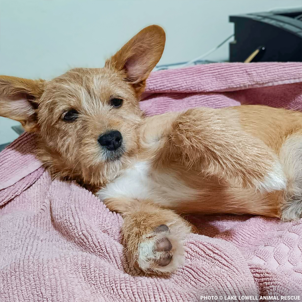 Parvo-Stricken Litter Needs Support to Recover
