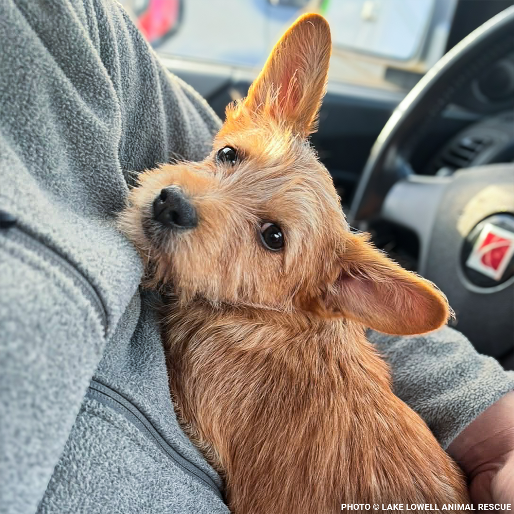 Parvo-Stricken Litter Needs Support to Recover