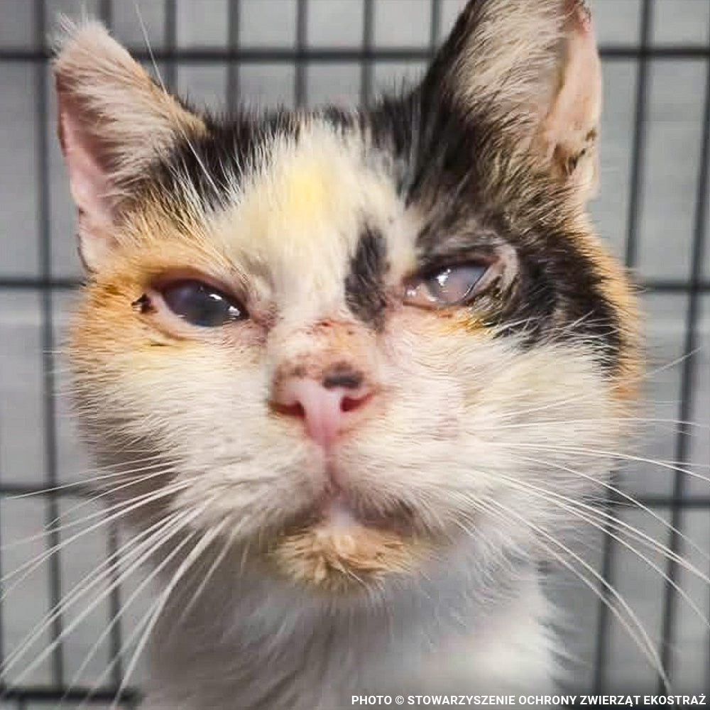 Help Stray Cats Zosia and Czarna Recover from Life-Threatening Medical Emergencies