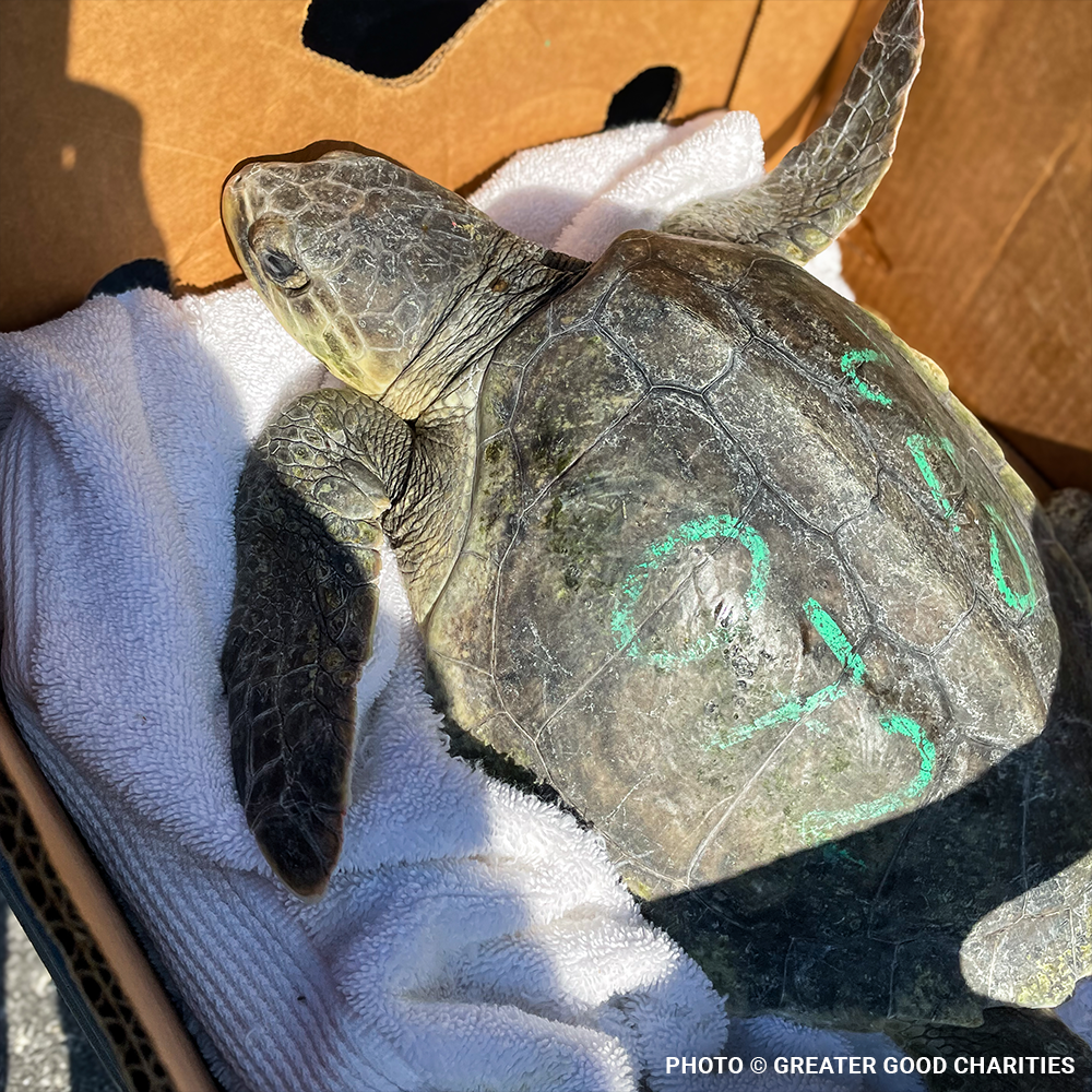 Operation Turtle Takeoff: Help Fly Endangered Sea Turtles to Warm Waters