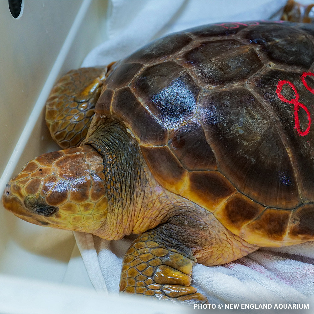 Operation Turtle Takeoff: Help Fly Endangered Sea Turtles to Warm Waters