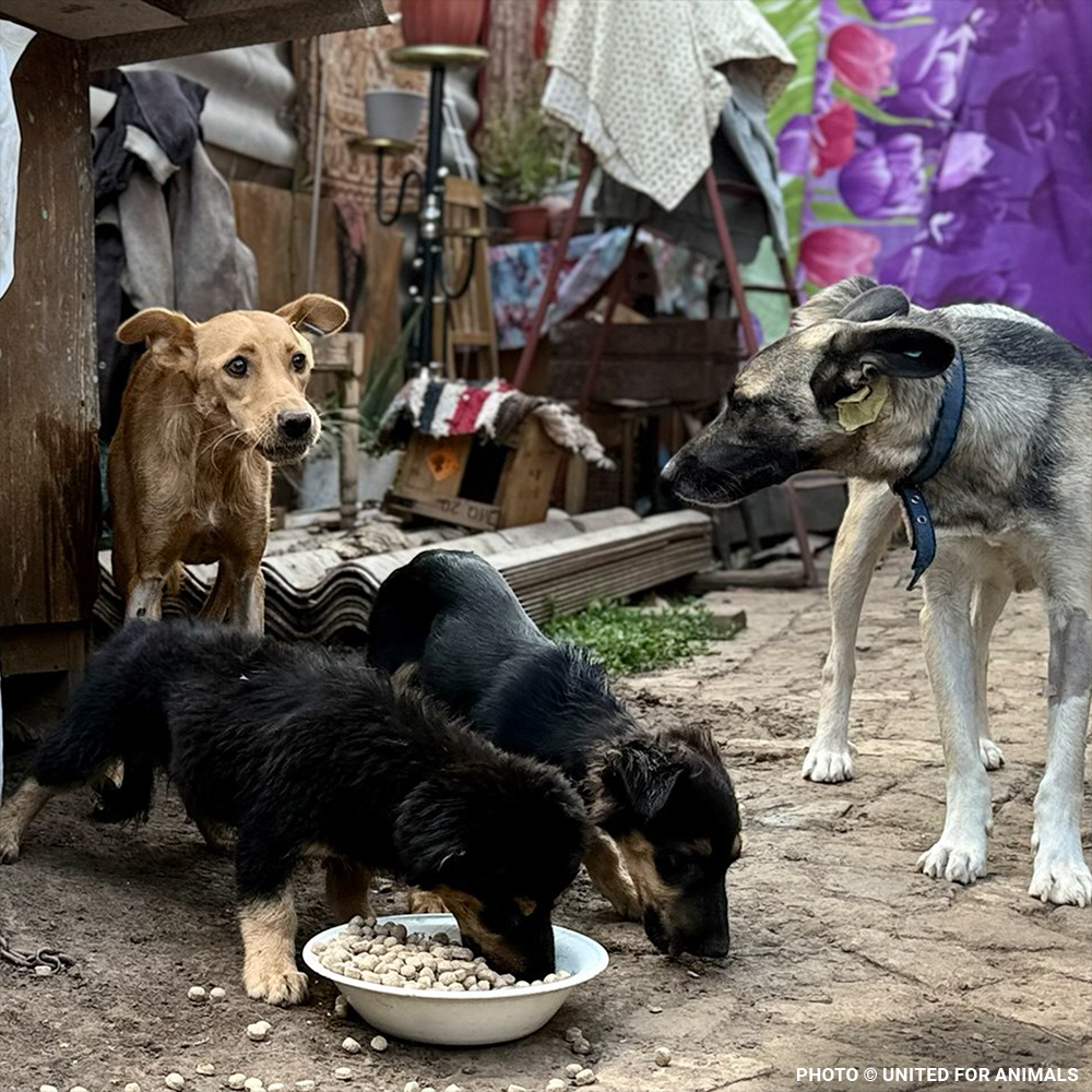 Crisis in Ukraine: Give Warmth to People and Pets this Winter