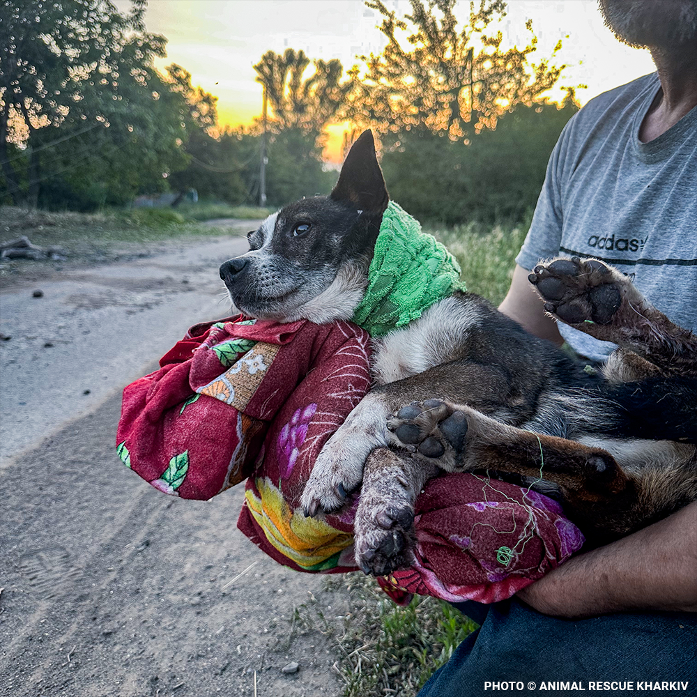 Crisis in Ukraine: Give Warmth to People and Pets this Winter