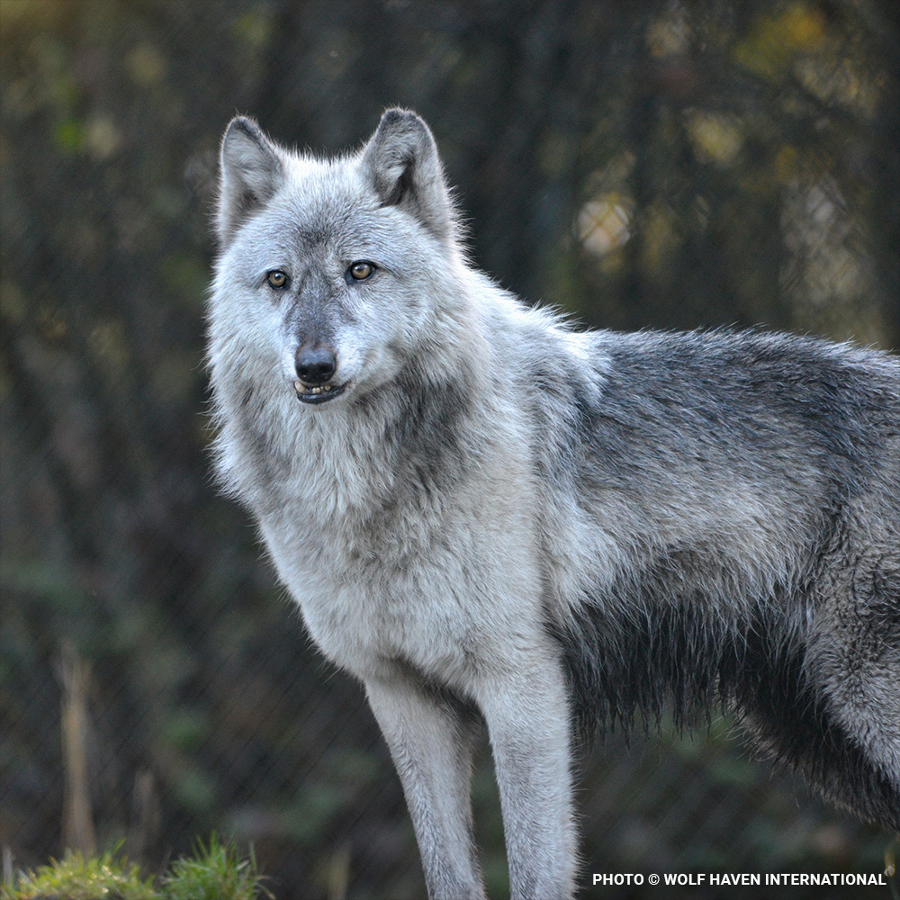 Wolf Help Help Save Endangered Wolves | The Animal Rescue Site