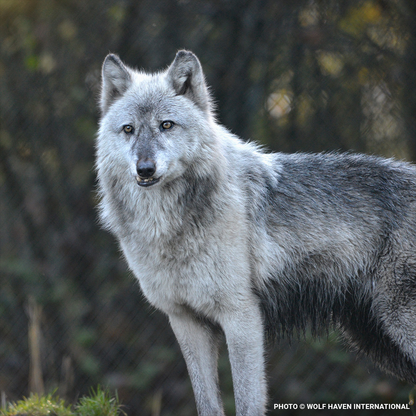 Help Save Endangered Wolves this Holiday Season