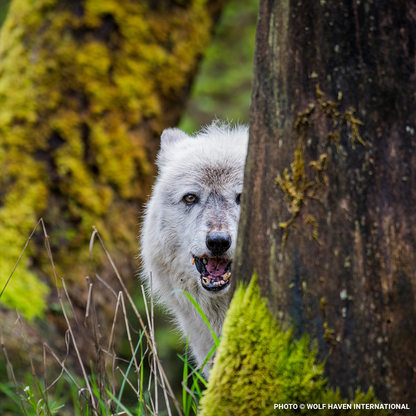 Help Save Endangered Wolves this Holiday Season