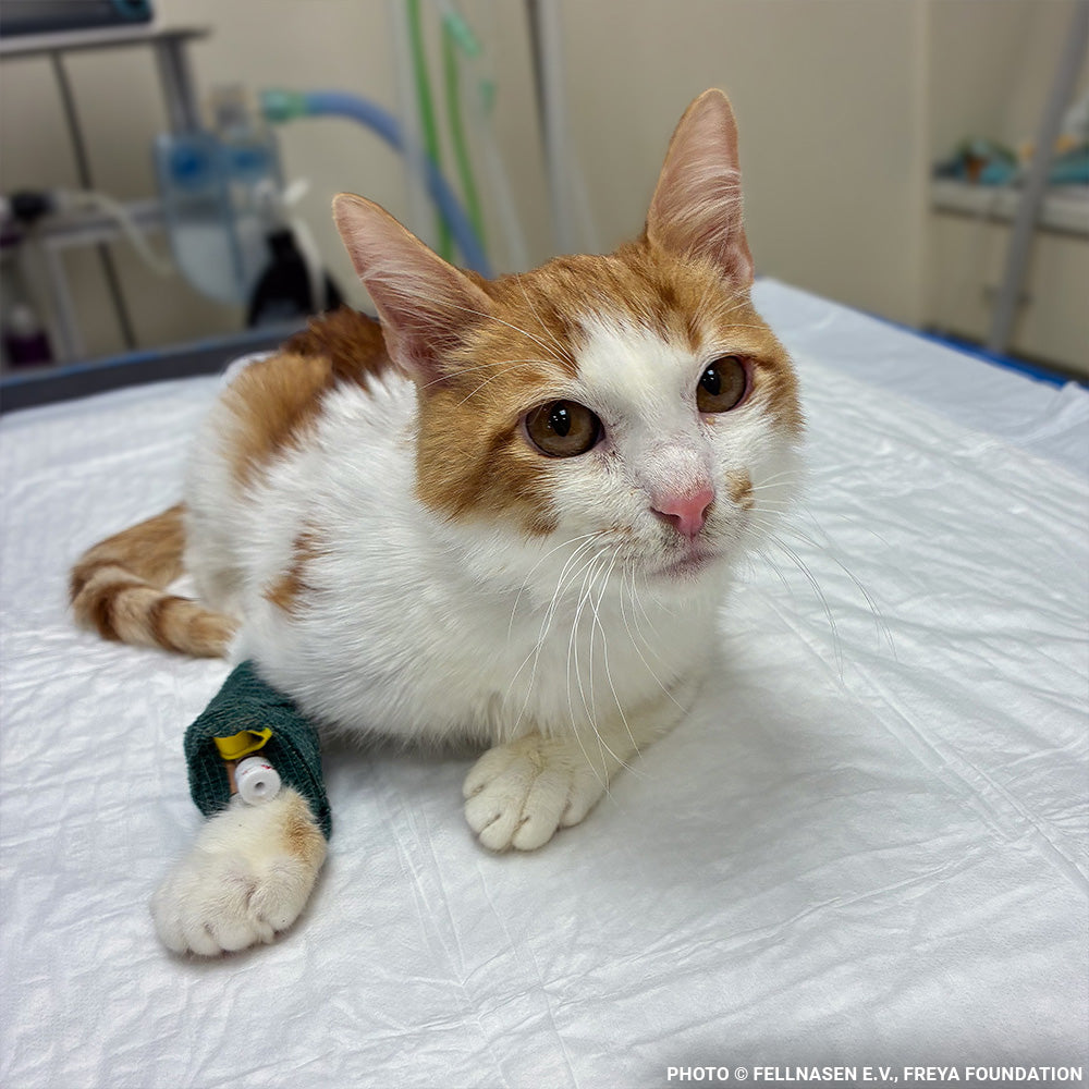 Dobi Unable to Stand Due to Rare Bone Disease