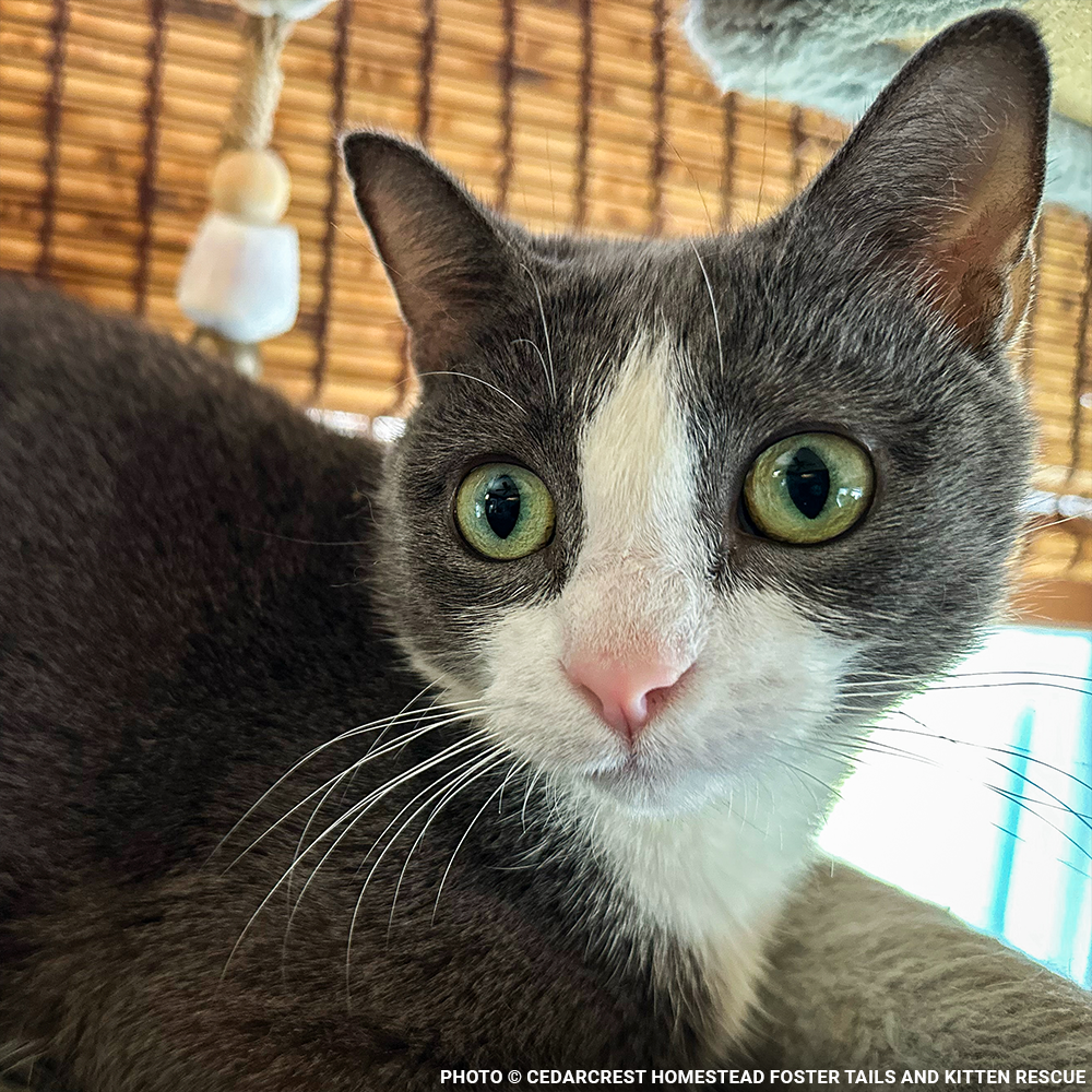 Help Emma Heal After Losing Kittens & Battle Severe Infection