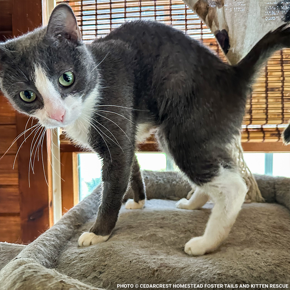 Help Emma Heal After Losing Kittens & Battle Severe Infection