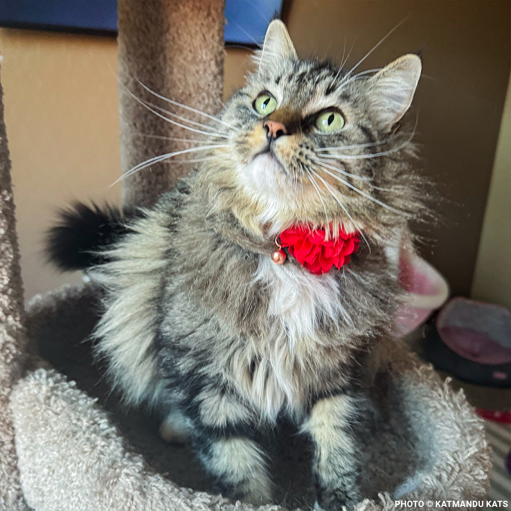 Fatima's Severe Leg Wound Needs Urgent Care