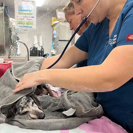 Urgent: Provide Emergency Medical Care to Pets Injured by Deadly Wildfires