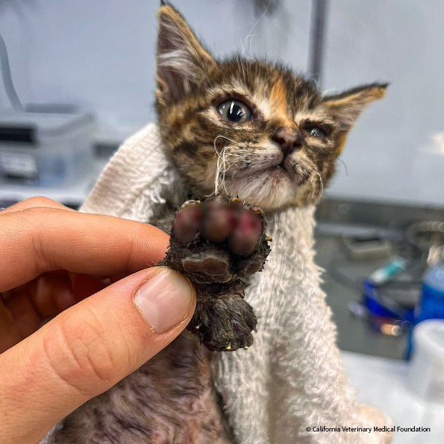 Urgent: Provide Emergency Medical Care to Pets Injured by Deadly Wildfires