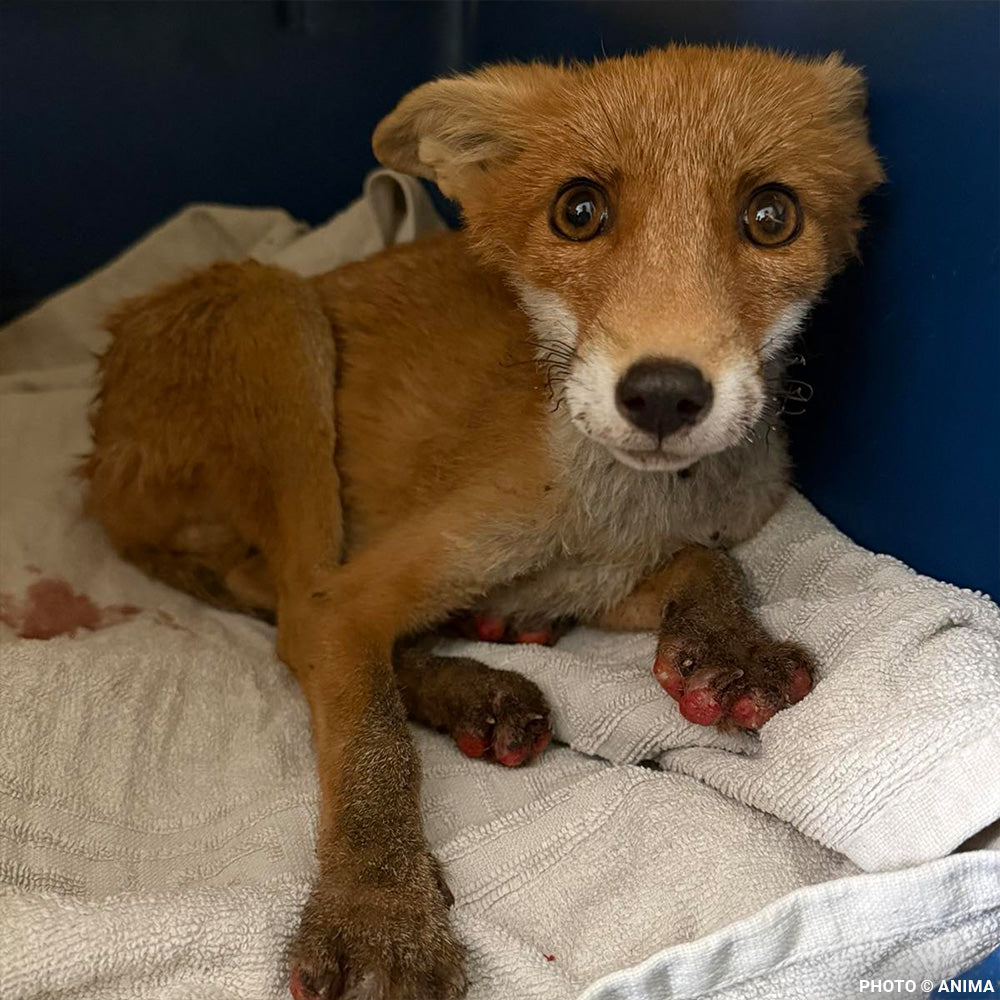 Young Fox with Burned Paws and Broken Leg Needs Urgent Care After Fleeing Wildfire