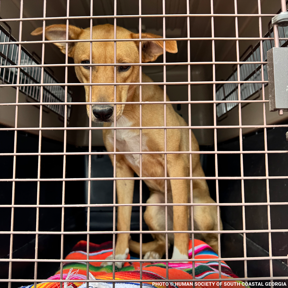 Emergency Flight: Fly At-Risk Shelter Pets to Safety Amidst Wildfires