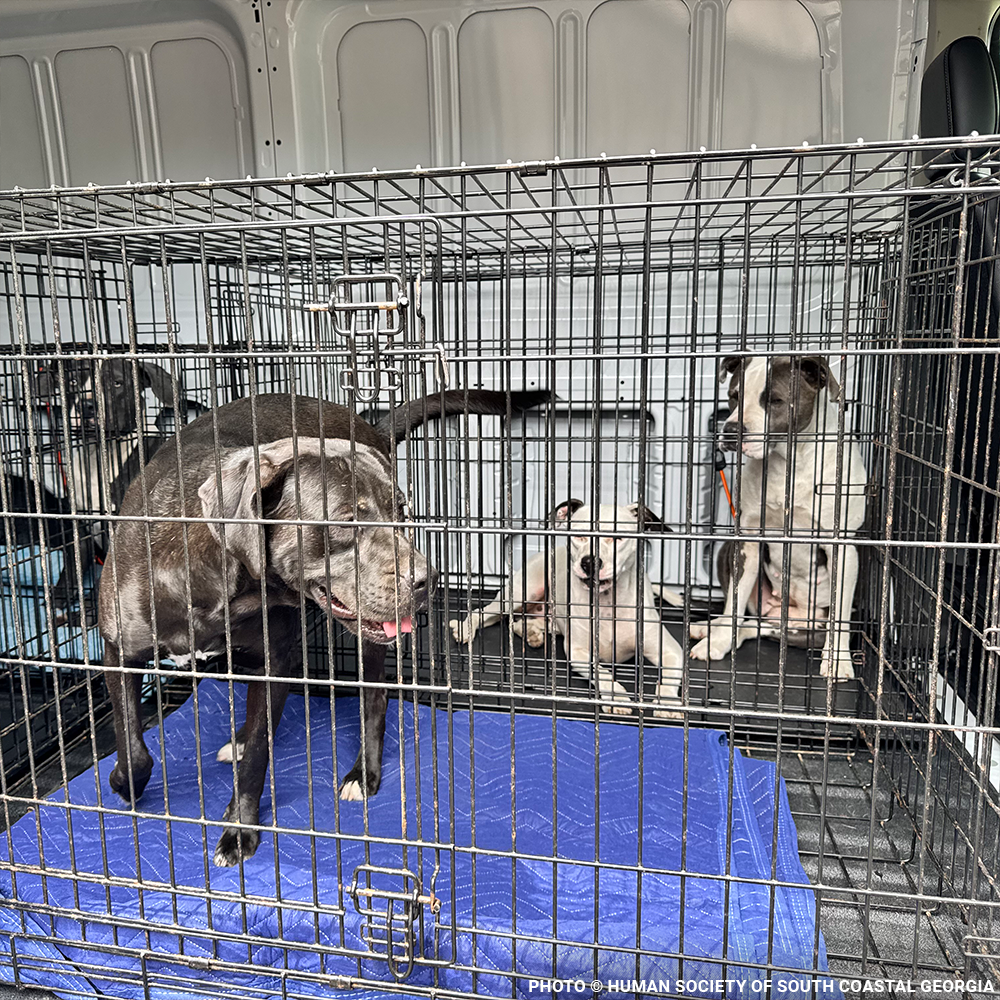 Emergency Flight: Fly At-Risk Shelter Pets to Safety Amidst Wildfires