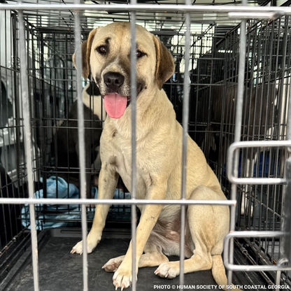 Emergency Flight: Fly At-Risk Shelter Pets to Safety Amidst Wildfires