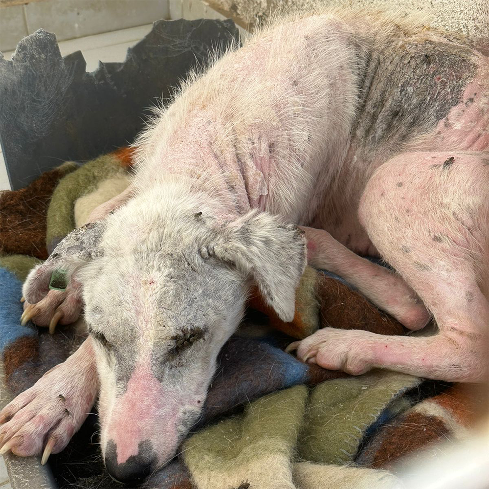 Help Ghost Recover From Painful Skin Infection