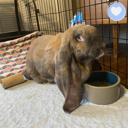 Funded: Help Gigi the Rabbit Heal