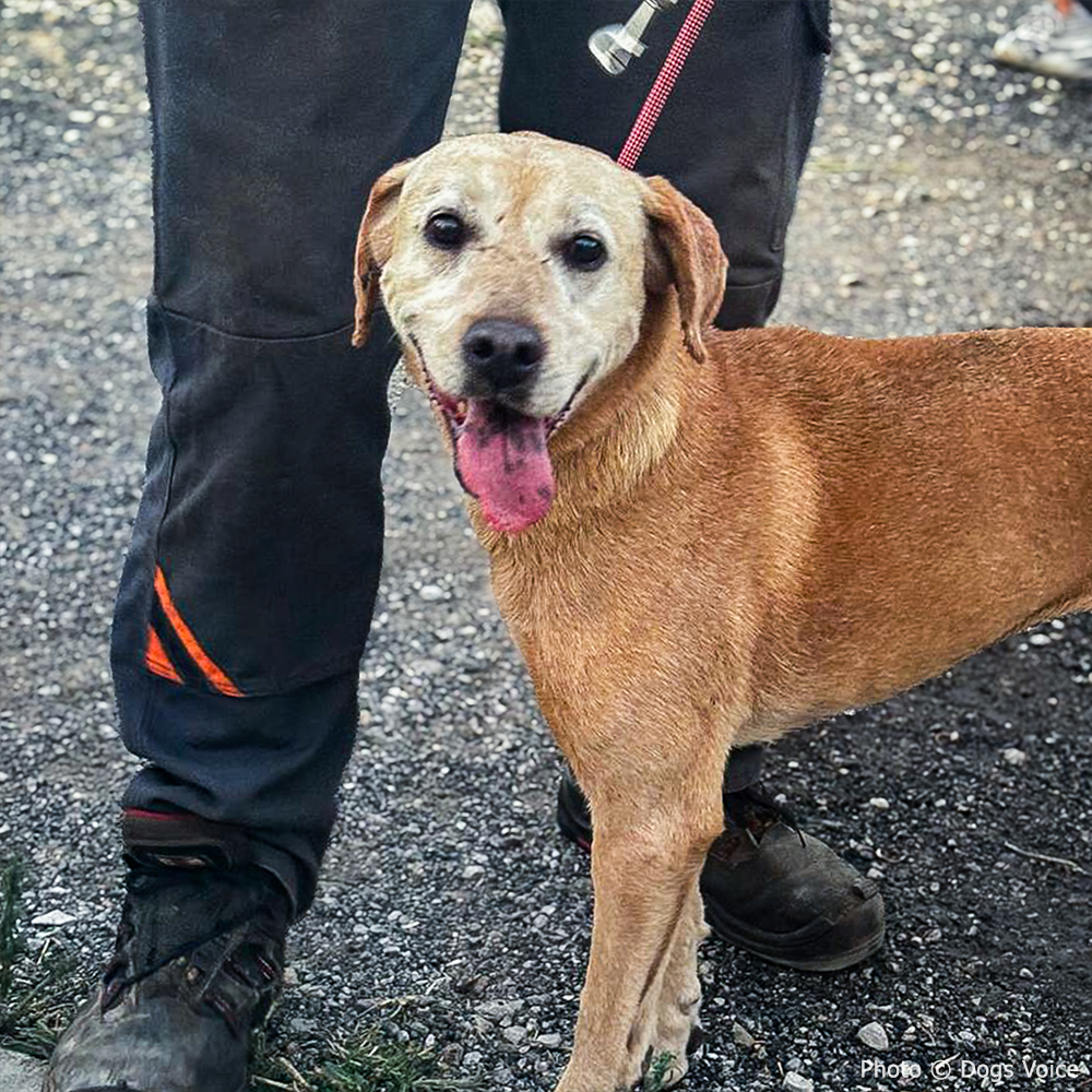 Send Urgent Aid to Families and Pets Impacted By Greece Wildfires