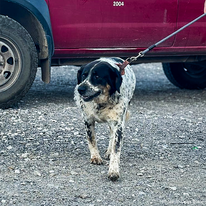 Send Urgent Aid to Families and Pets Impacted By Greece Wildfires