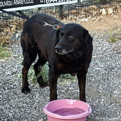 Send Urgent Aid to Families and Pets Impacted By Greece Wildfires