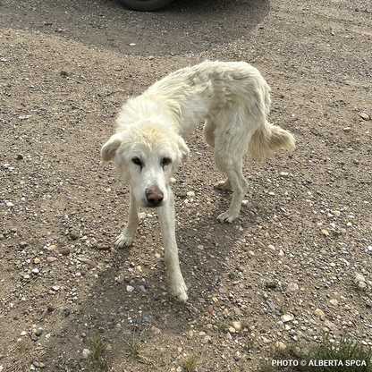 Starving Hardy with Severely Injured Eye Needs Critical Surgery