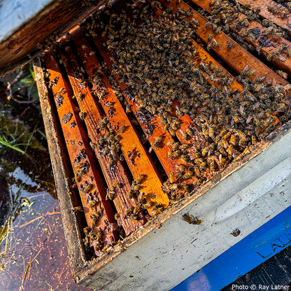 URGENT: Help Save Bees Affected by Hurricane Helene