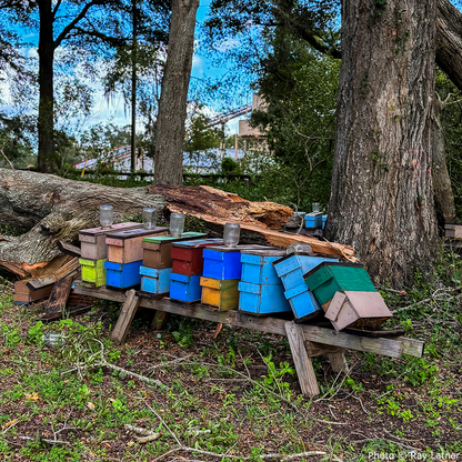 URGENT: Help Save Bees Affected by Hurricane Helene