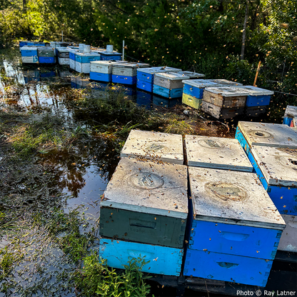 Hive Drive to Feed Starving Bees in the Southeast this Holiday Season