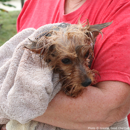 URGENT: Help Pets Injured by Hurricane Helene